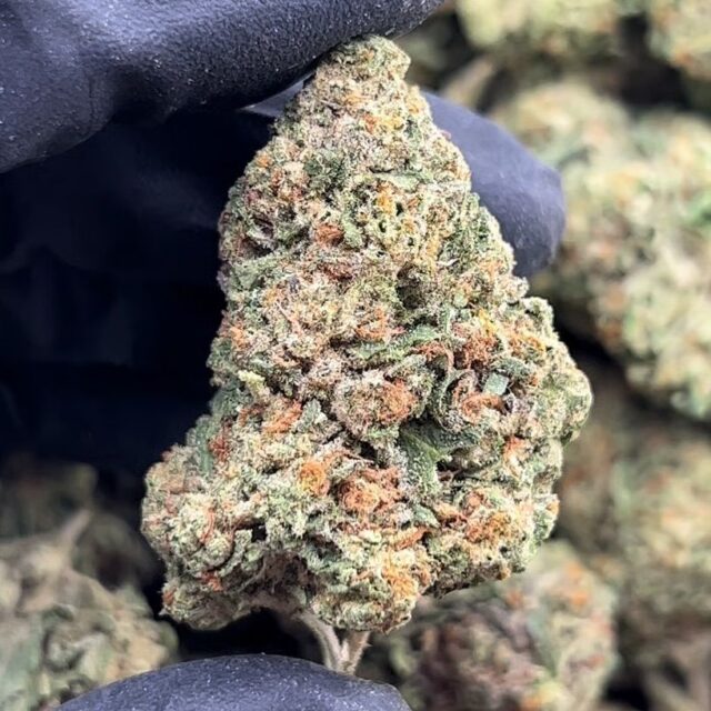 Area 41 3.5g